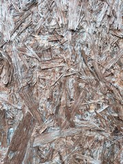 texture of bark of a tree