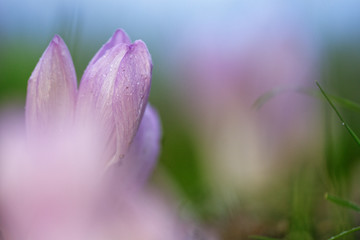 Fototapeta premium Herbstzeitlose