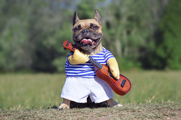 Funny laughing French Bulldog dog dressed up as musician wearing a costume with striped shirt and fake arms holding a guitar - Powered by Adobe