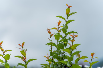 Close-up of tree branches on blurred background