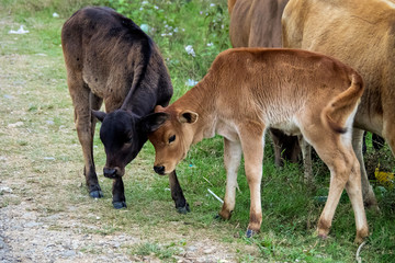 Naklejka na ściany i meble cows in a field near Vang Vieng, Vientiane Province, Laos.