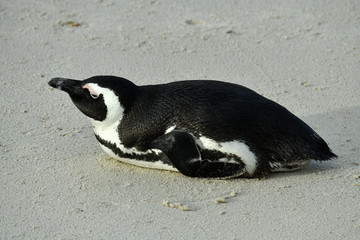 Fototapeta premium penguins on their beach near cape town
