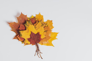stack of maple leaves on a white background