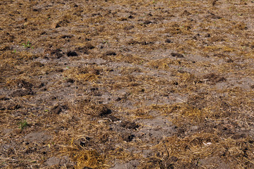 Cow humus as fertilizer for growing plants in farms