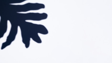 Obraz premium White background with a ficus shaped shadow