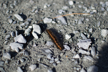 Orange typical worm on a grey rocky ground in Snowdonia, Wales