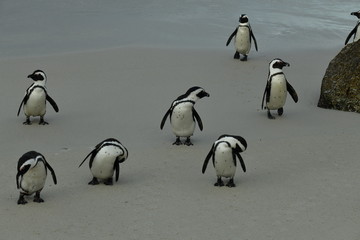 Fototapeta na wymiar penguins on their beach near cape town