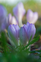 Fototapeta premium Herbstzeitlose