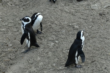 penguins on their beach near cape town