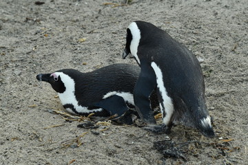 Fototapeta premium penguins on their beach near cape town