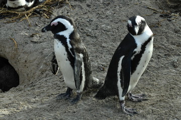 Obraz premium penguins on their beach near cape town