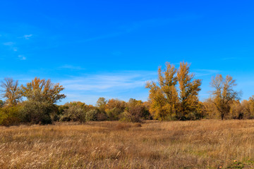 Autumn landscape with dry meadow and colorful fall trees