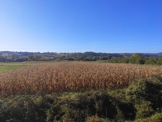 Corn field in central Serbia