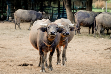 Thai Buffalo portrait,Closeup portrait of cape buffalo head and eye,Buffalo