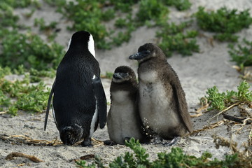 Penguin parent and children on training