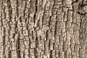 Outdoor shot of bark of linden deciduous tree. Closeup shot of a textured jagged old brown bark on...