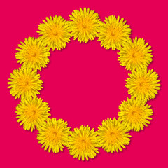 Yellow flowers arranged in a round frame isolated on bright pink background. Floral frame from dandelions. Copy space.