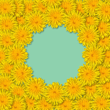 Yellow flowers arranged in a frame isolated on blue or mint background. Floral frame from dandelions. Copy space.