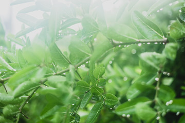 green background with leaves