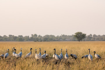 Obraz na płótnie Canvas Demoiselle crane or Grus virgo in a group or flock with a pattern in open grassland or grass field at landscape of Tal Chhapar Blackbuck sanctuary, rajasthan, India