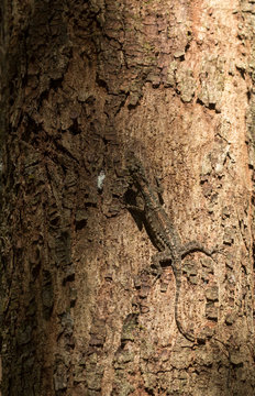 Drako or Flying Lizard  seen at Ganeshgudi,Dandeli,Karnataka,India