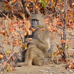 Large intense looking baboon sitting amongst the dry mopani bush in Kruger National Park looking...