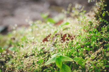 Dew on the top of the grass