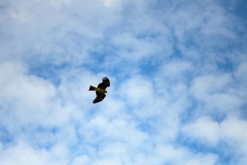 空飛ぶ鳥を見上げる