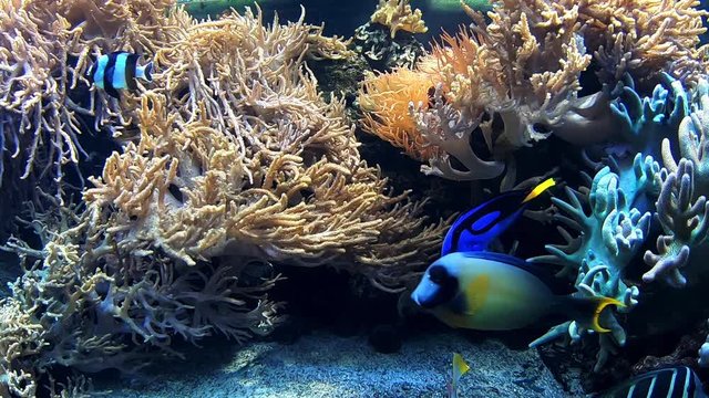Colorful fish Four stripe damselfish Palette surgeonfish Mimic surgeonfish Spotbreast angelfish Pennant Coral Fish Magnificent Foxface swimming around coral reef