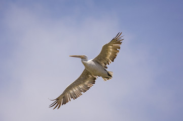 Fototapeta na wymiar The Pelikan in Flight