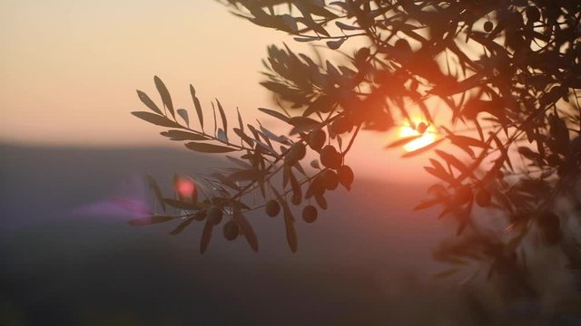 Branch with olives on a tree on a sunset background