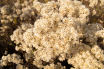 dry shrubs of dried flowers