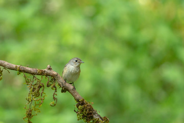 Asian Brown Flycatcher seen at Ganeshgudi,Dandeli,Karnataka,India