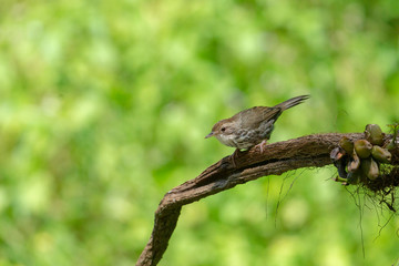 Puff-throated Babbler seen at Ganeshgudi,Dandeli,Karnataka,India