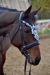 Portrait of a bay stallion in a beautiful headband