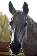 Portrait of a grey horse in the shade
