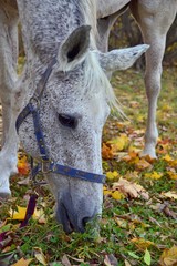 Naklejka na ściany i meble Portrait of a grey horse on the autumn grass