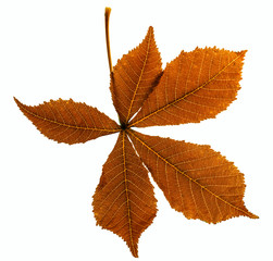 leaf from Horse chestnut tree - Aesculus hippocastanum