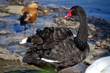The black swan looks back