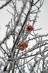 the last red apples on a tree in winter with cold temperature and hoar frost