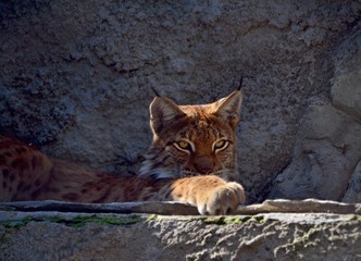 Fototapeta na wymiar Lynx on the mountain sunny day