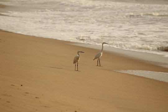 Two crane birds standing or searching or fishing on the beach in the morning at Chennai besant nagar Elliot's beach