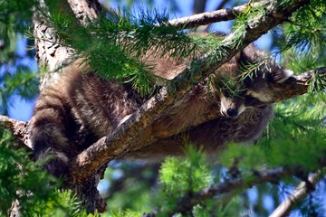 The raccoon hid behind the branches of a tree