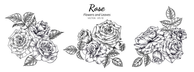 Fototapeta Set of rose flower and leaf drawing illustration on white backgrounds. obraz
