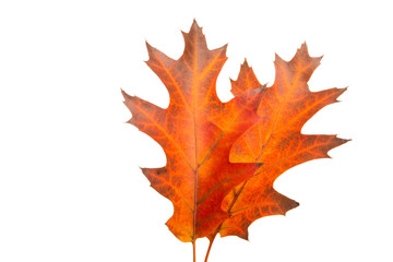 Obraz premium autumn leaves isolated
