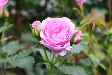 紫色のバラの花