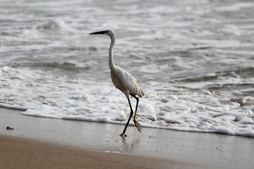 single white crane bird standing or searching or fishing on the beach in the morning at Chennai besant nagar Elliot's beach