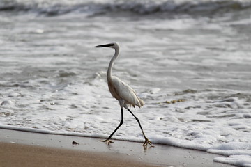 single white crane bird standing or searching or fishing on the beach in the morning at Chennai besant nagar Elliot's beach