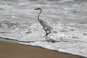 single white crane bird standing or searching or fishing on the beach in the morning at Chennai besant nagar Elliot's beach