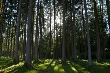 Fichtenwald im Oktober in Bayern